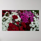Floral van witte, roze en rode dianthus poster (Voorkant)