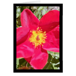 Floral Velvet Punch - Lied van de Zon. 16:10 Groet