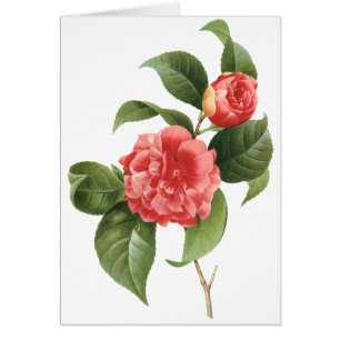 Floral vintage, Fleurs de Camellia Rose par Redout