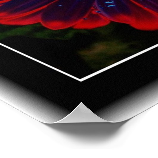 Floral Windows Poster (Hoek)