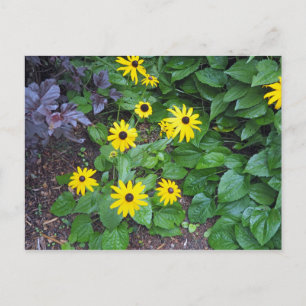 Floral Yellow Black Eyed Susan Foto Briefkaart