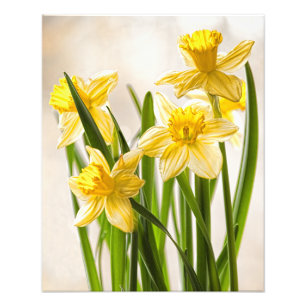 Florale fotografie: Gele lentesaffodils Foto Afdruk