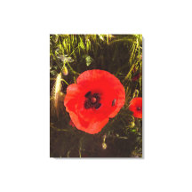 Florale Papaver Droomster – Botanische Fantasie Ku