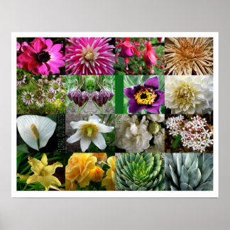 Florale uitbarstingen poster