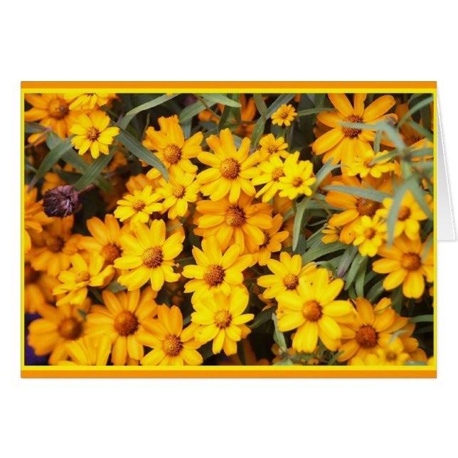 Floralies ex (Devant horizontal)