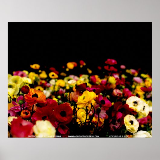 Floralscape/JSKCA001 Poster (Voorkant)