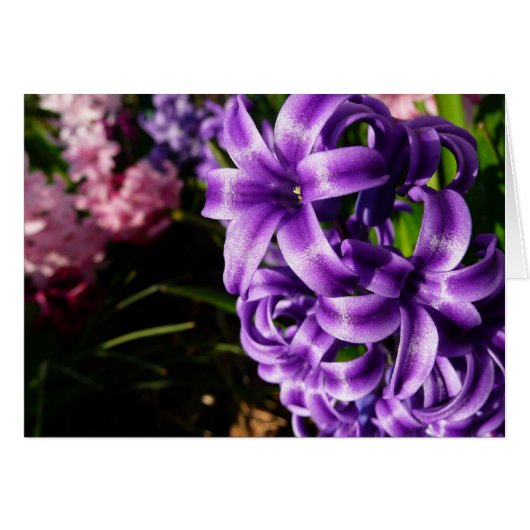 Flore de printemps Blue Hyacinth II (Devant horizontal)
