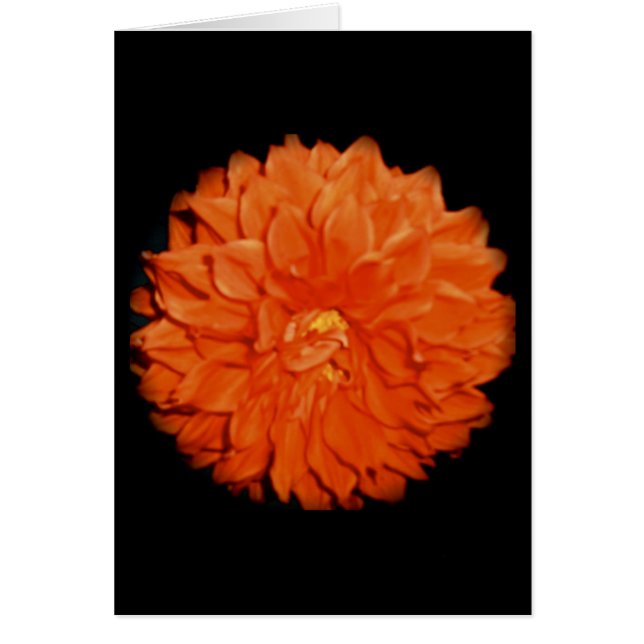 Flore écarlate (Devant)