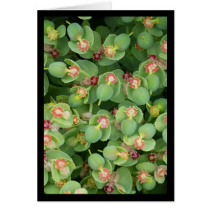 Flore verte minuscule - Chanson de Sol. Carte de v