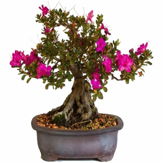 Florecitas Rosas Staand Fotobeeldje (Voorkant)