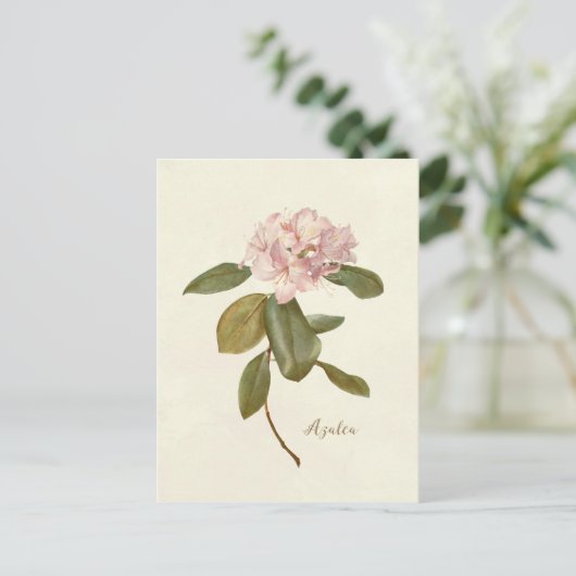  floreel briefkaart roze azalea botanisch (Staand voorkant)