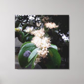 flores brancas1 canvas afdruk (Voorkant)
