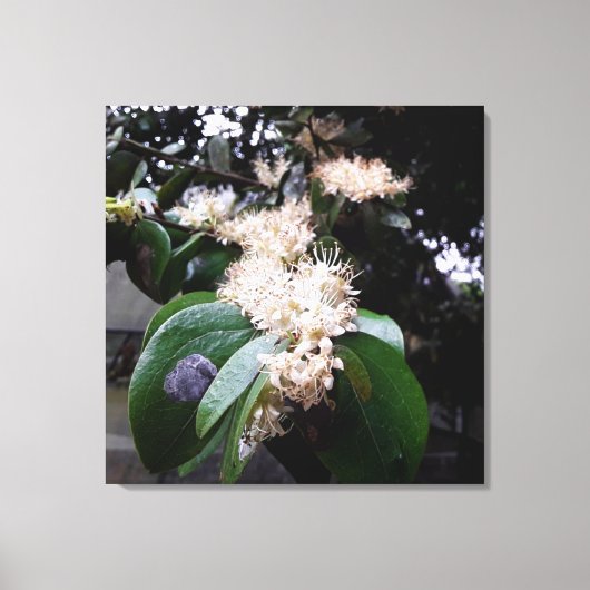 flores brancas1 canvas afdruk (Voorkant)