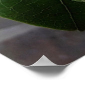 flores brancas1 poster (Hoek)