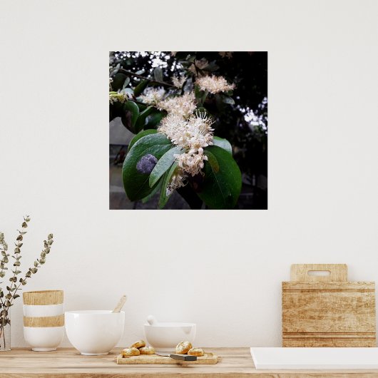 flores brancas1 poster (Keuken)