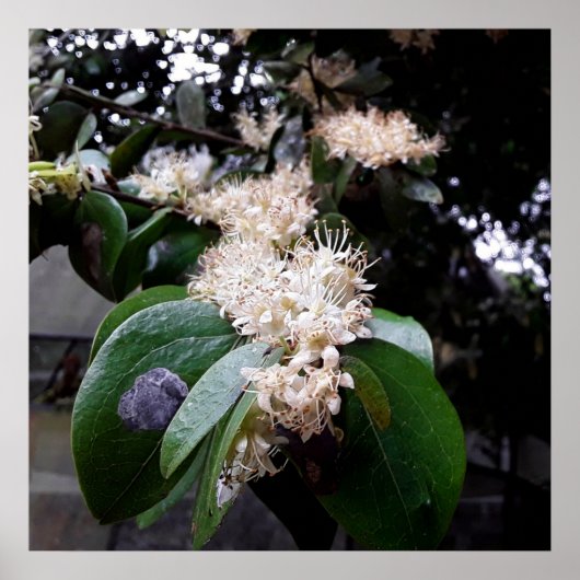 flores brancas1 poster (Voorkant)