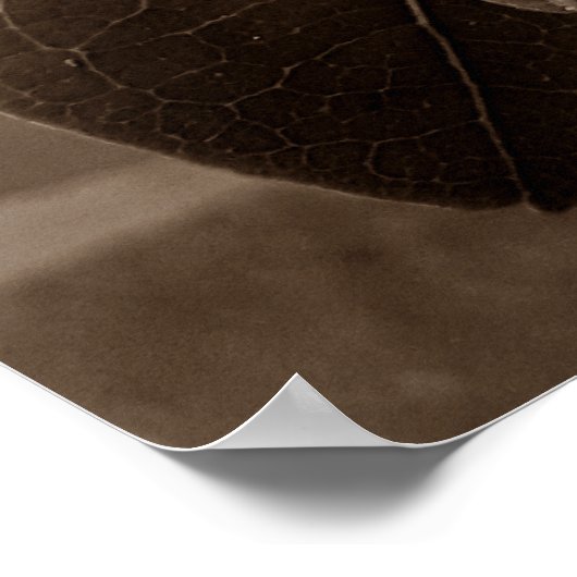 flores brancas2 poster (Hoek)