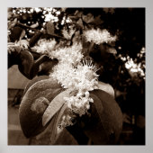 flores brancas2 poster (Voorkant)
