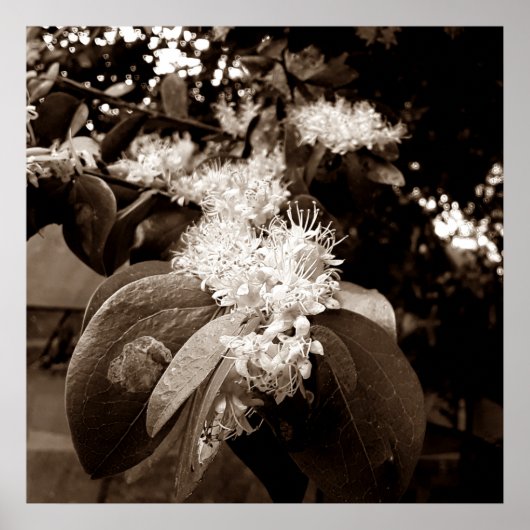 flores brancas2 poster (Voorkant)