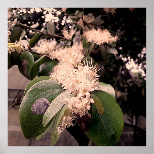 flores brancas3 poster (Voorkant)