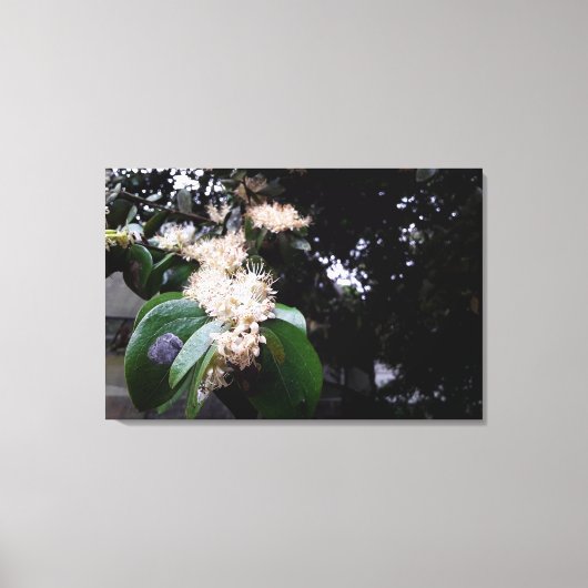 flores brancas canvas afdruk (Voorkant)