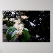 flores brancas poster (Voorkant)