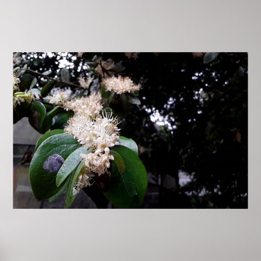 flores brancas poster (Voorkant)