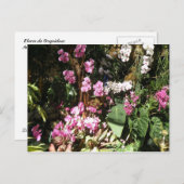 Flores de Orquideeën Briefkaart (Voorkant / Achterkant)