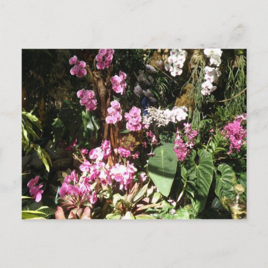 Flores de Orquideeën Briefkaart (Voorkant)