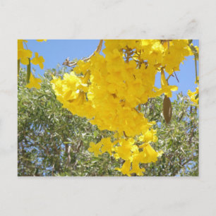 Flores de Puerto Rico Briefkaart