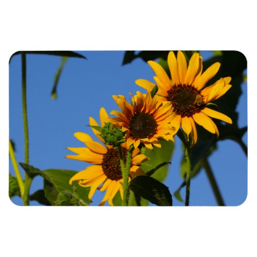 Flores en mi hierbas bloemen in mijn onkruid magneet (Horizontaal)