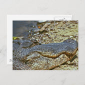 Florida Alligator Briefkaart (Voorkant / Achterkant)