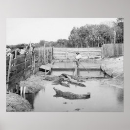 Florida Alligator Show, 1904. Oude foto Poster