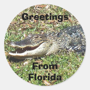 Florida Alligator Sticker Groeten uit Florida