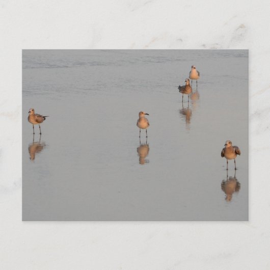 Florida Beach Shorebirds Foto Briefkaart (Voorkant)
