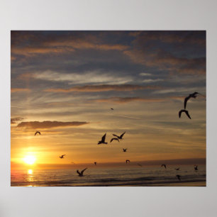 Florida Beach Sunset met vogels Poster