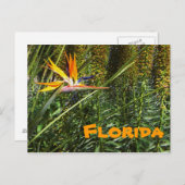 Florida Bird of Paradise Briefkaart (Voorkant / Achterkant)