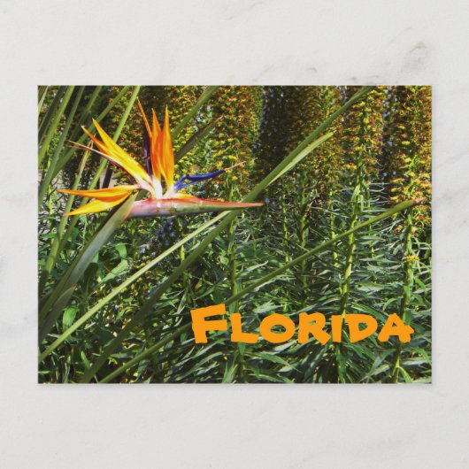 Florida Bird of Paradise Briefkaart (Voorkant)