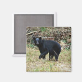 Florida Black Bear Magneet (Voorkant / Achterkant)
