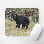 Florida Black Bear Muismat (Met muis)
