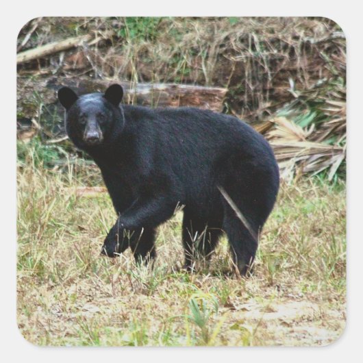 Florida Black Bear Vierkante Sticker (Voorkant)