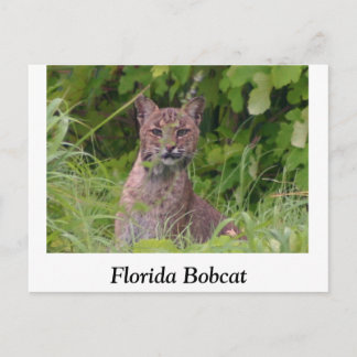 Florida Bobcat Briefkaart