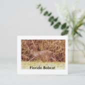 Florida Bobcat Briefkaart (Staand voorkant)