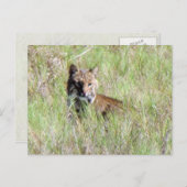 Florida Bobcat Briefkaart (Voorkant / Achterkant)