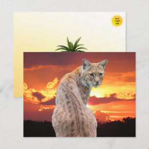 Florida Bobcat met prachtige zonsondergang Briefkaart