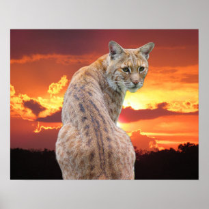 Florida Bobcat met prachtige zonsondergang Poster