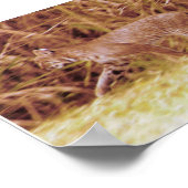 Florida Bobcat Poster (Hoek)