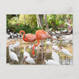 Florida Bonita Springs Roze Flamingo Reizen Briefkaart