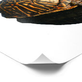 Florida Box schildpad foto met Shadow Cutout Afdruk (Hoek)