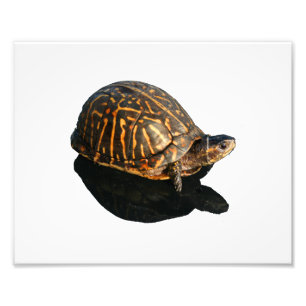 Florida Box schildpad foto met Shadow Cutout Foto Afdruk